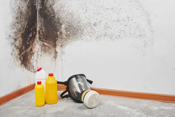 Mold Removal Process in Inverness, FL