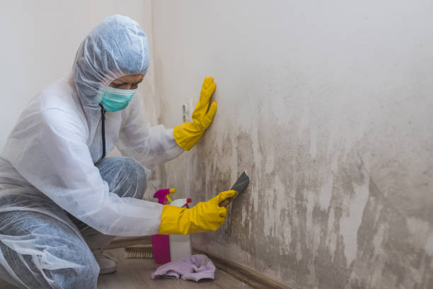 Mold Testing and Removal in Inverness, FL