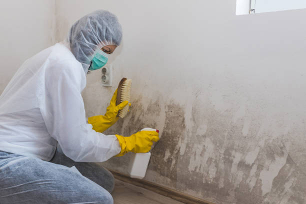 Best Toxic Mold Removal  in Inverness, FL