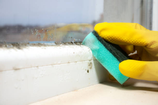Best Commercial Mold Removal  in Inverness, FL